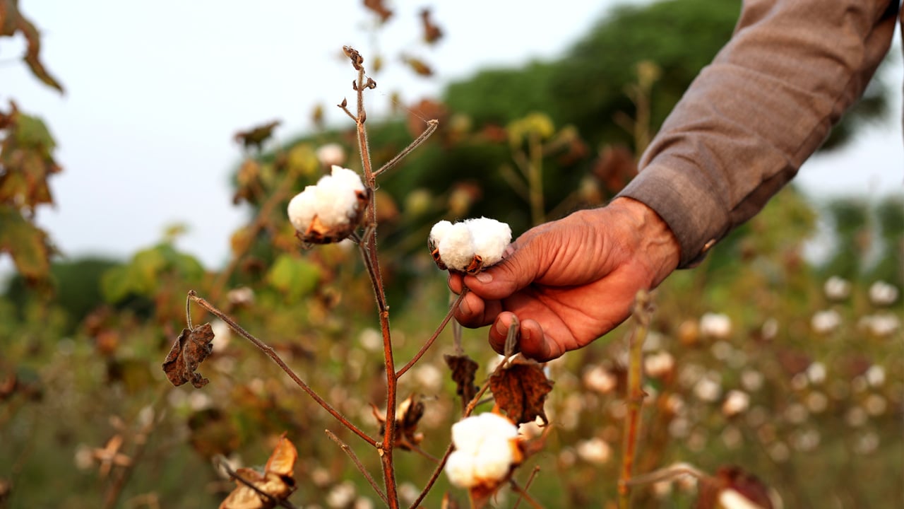 A hand gently holding a cotton plant.