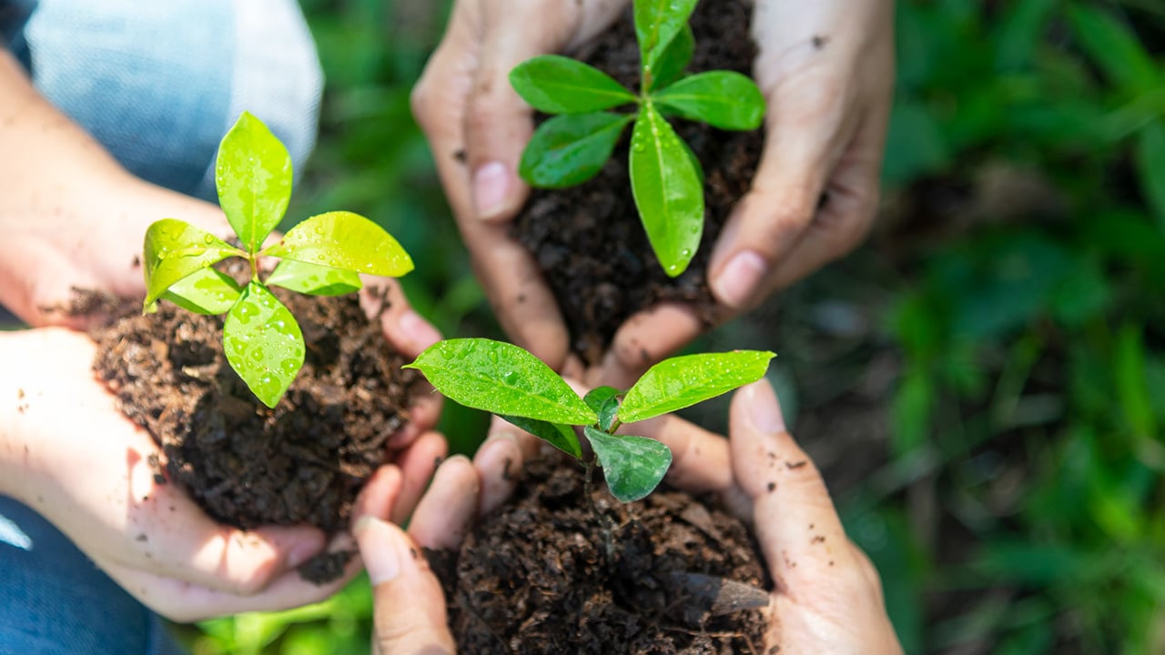  Zoomed in image of three people's hands. They are each holding a plant in their hands.