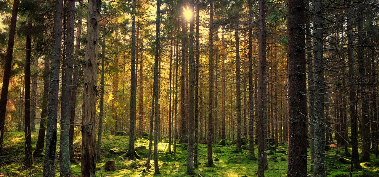 Aurinko paistaa havupuiden lomasta metsässä.